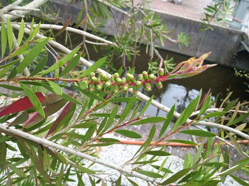 Callistemon macropunctatus