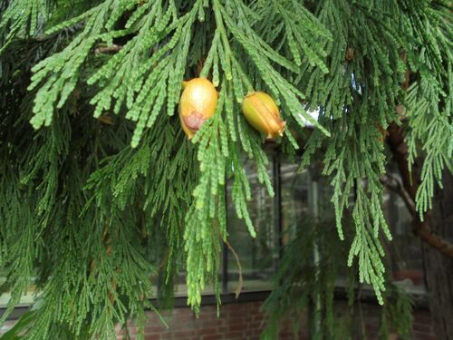 Calocedrus decurrens