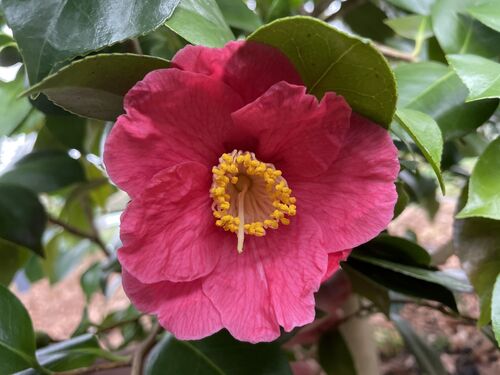Camellia japonica