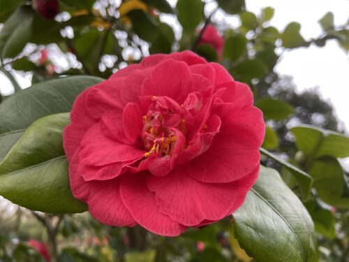 Camellia japonica
