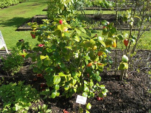 Camellia japonica