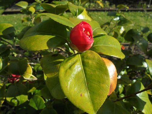 Camellia japonica