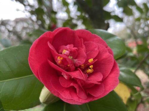 Camellia japonica