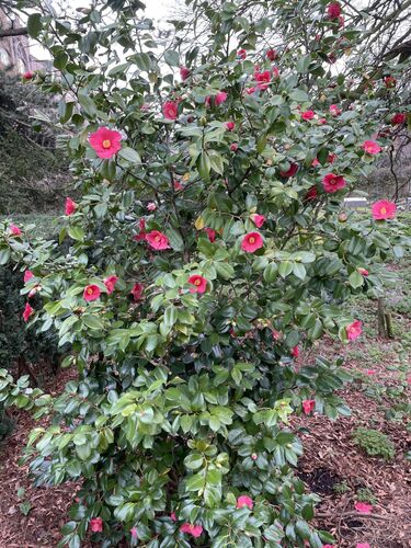 Camellia japonica