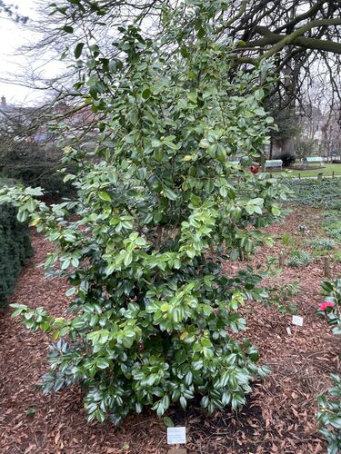 Camellia japonica