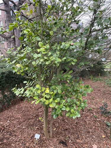 Camellia japonica