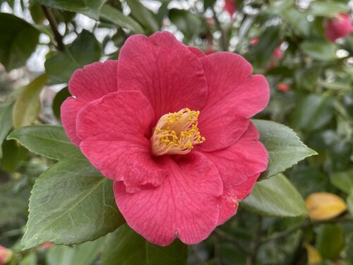 Camellia japonica