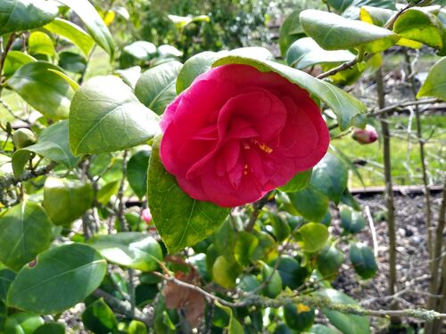 Camellia japonica