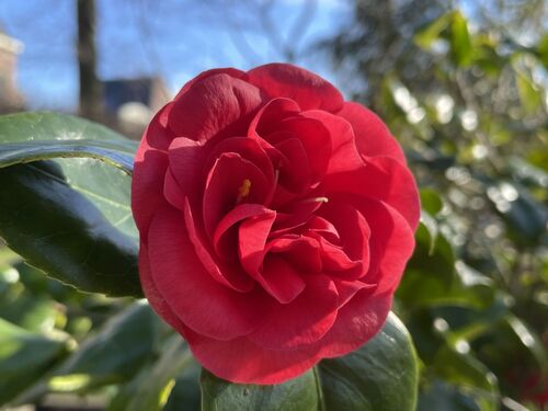 Camellia japonica