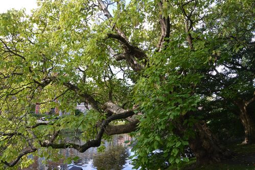 Catalpa bignonioides