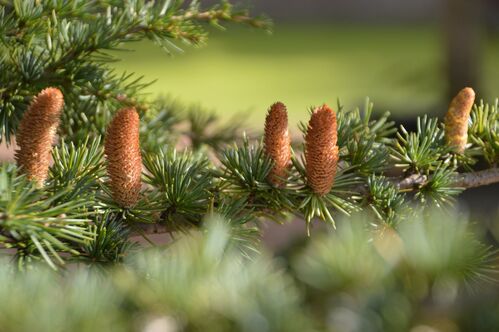 Cedrus libani