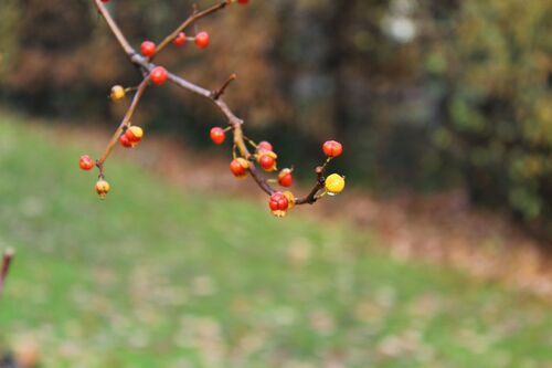 Celastrus orbiculatus