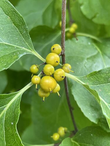 Celastrus orbiculatus