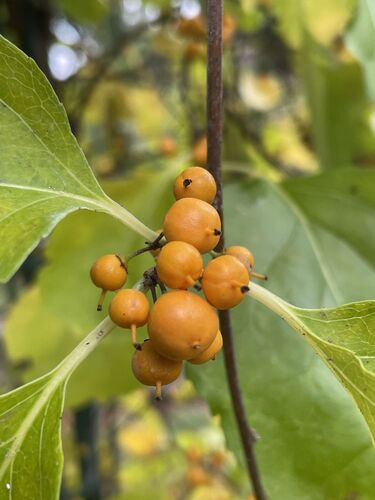 Celastrus orbiculatus