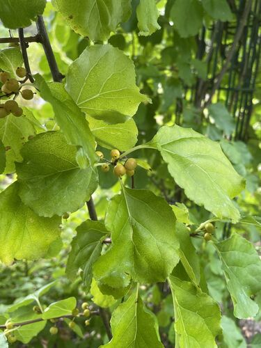 Celastrus orbiculatus