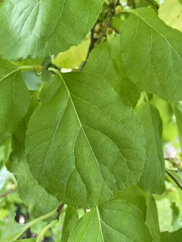 Celastrus orbiculatus