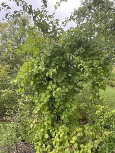 Celastrus orbiculatus