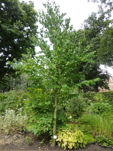 Cercidiphyllum japonicum