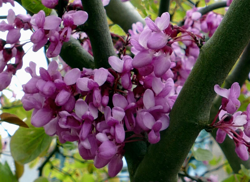 Cercis siliquastrum