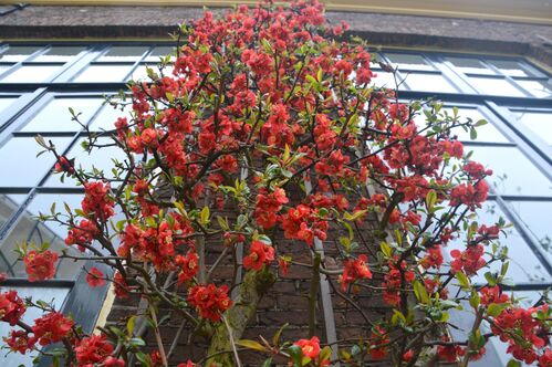 Chaenomeles speciosa