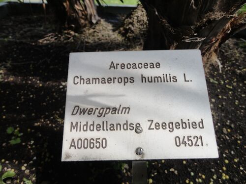 Chamaerops humilis