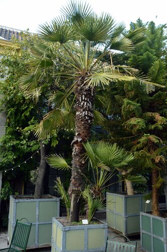 Chamaerops humilis