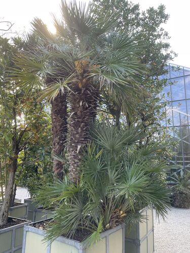 Chamaerops humilis