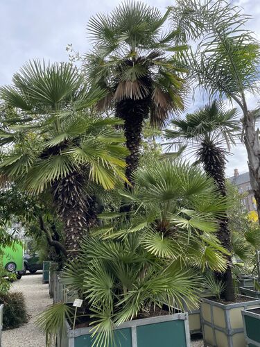Chamaerops humilis