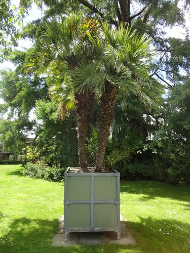 Chamaerops humilis