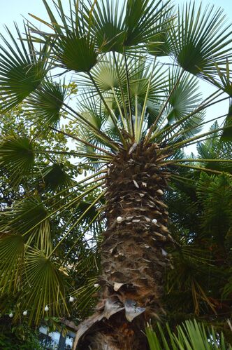 Chamaerops humilis
