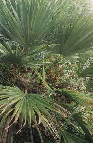 Chamaerops humilis
