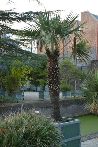 Chamaerops humilis