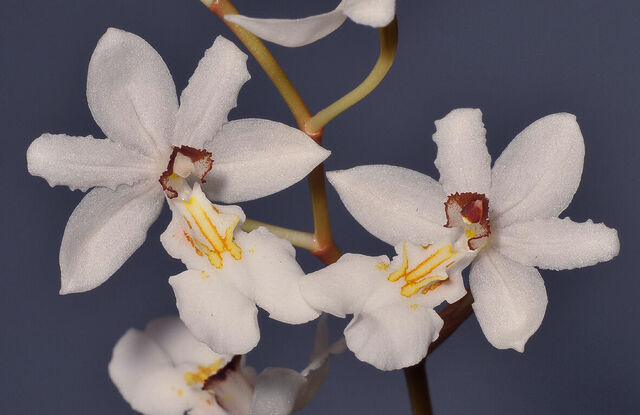 Chelonistele maximae-reginae