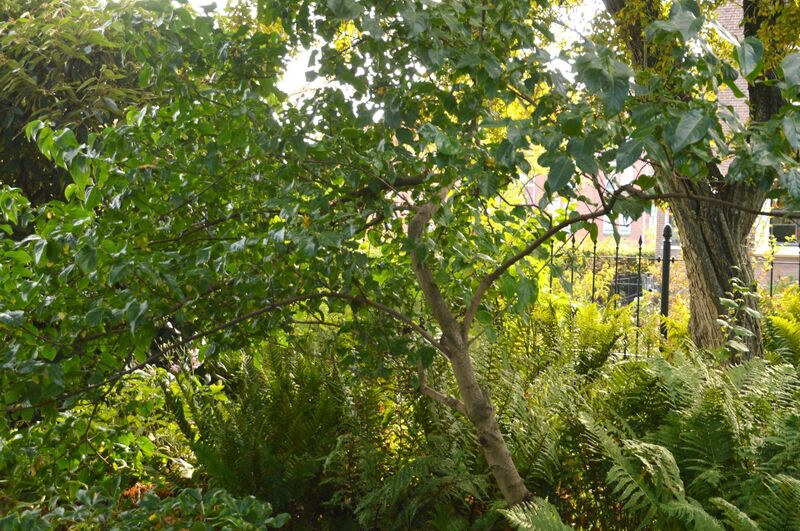 Chimonanthus praecox