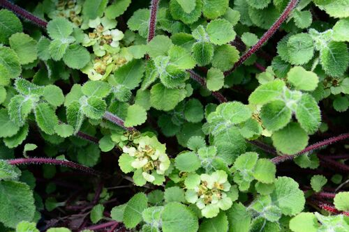 Chrysosplenium davidianum