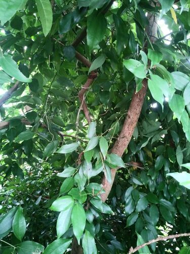 Cinnamomum verum