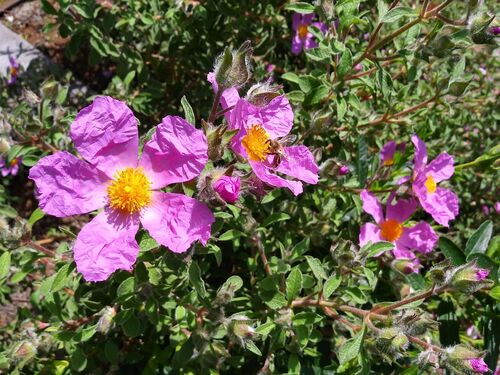 Cistus creticus