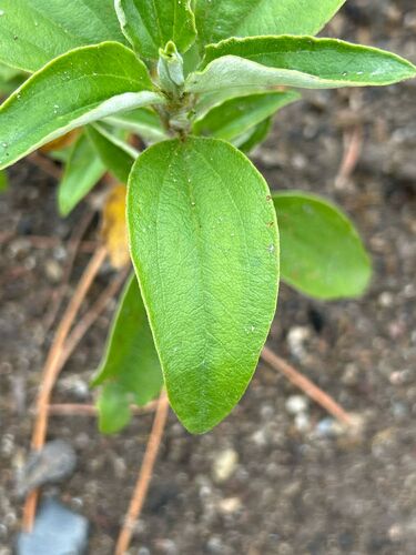 Cistus laurifolius