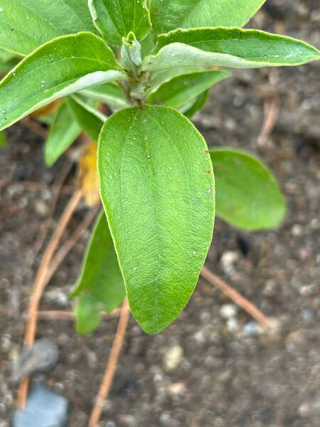 Cistus laurifolius