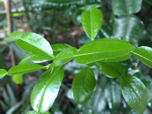 Citrus hystrix