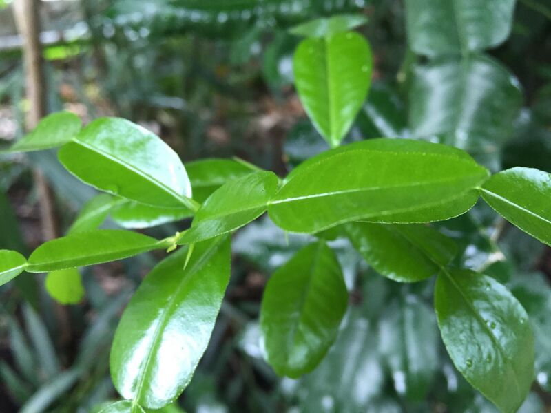 Citrus hystrix