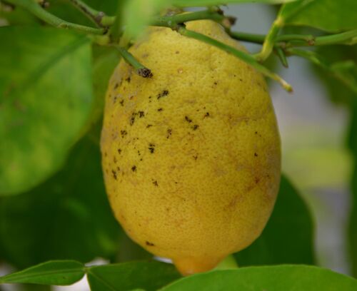 Citrus × limon