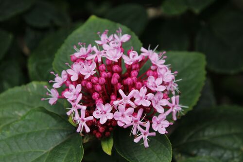 Clerodendrum bungei