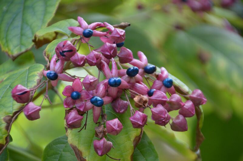 Clerodendrum trichotomum