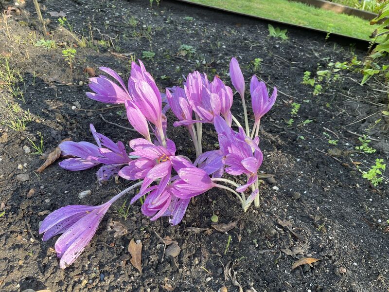 Colchicum autumnale