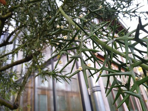 Colletia paradoxa