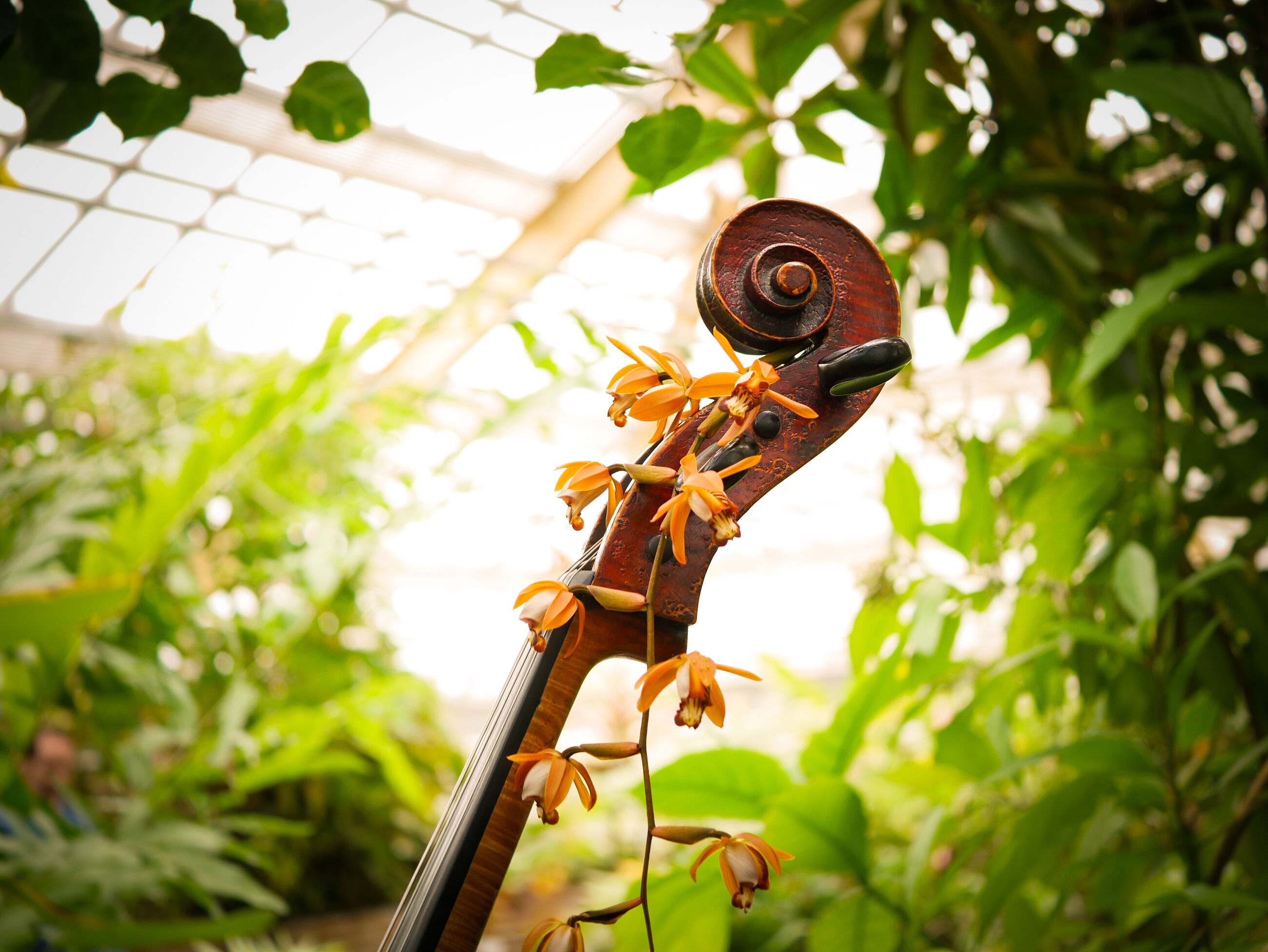 Concert: Orchidées
