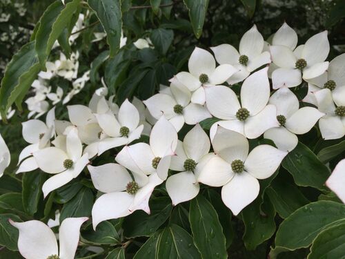 Cornus kousa