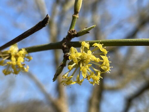 Cornus mas