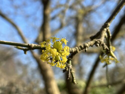 Cornus mas